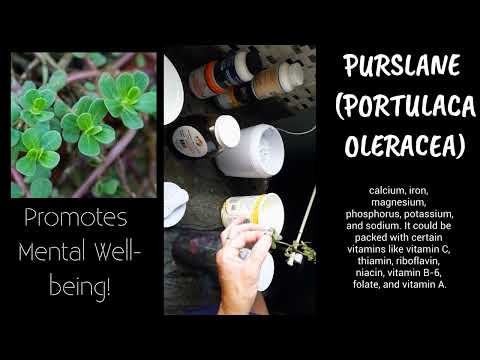 🌿 Purslane: The Nutrient-Packed Superfood You Need to Add to Your Diet Today! 🍽️✨