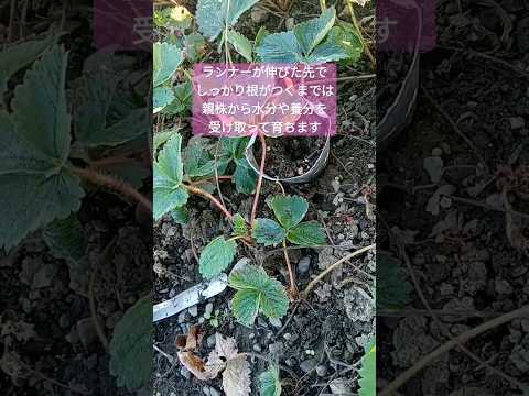 イチゴを移植する時期と方法は？収穫を最適化する移植システム  庭園