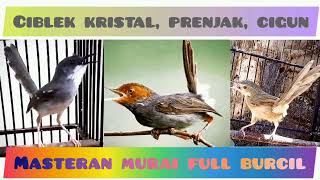 Download lagu Masteran Tembakan Burcil || CIBLEK vs PRENJAK vs CIGUN mp3