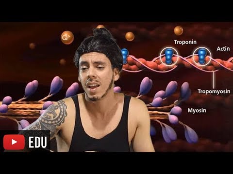 Contração Muscular - Paródia Professor Gustavo