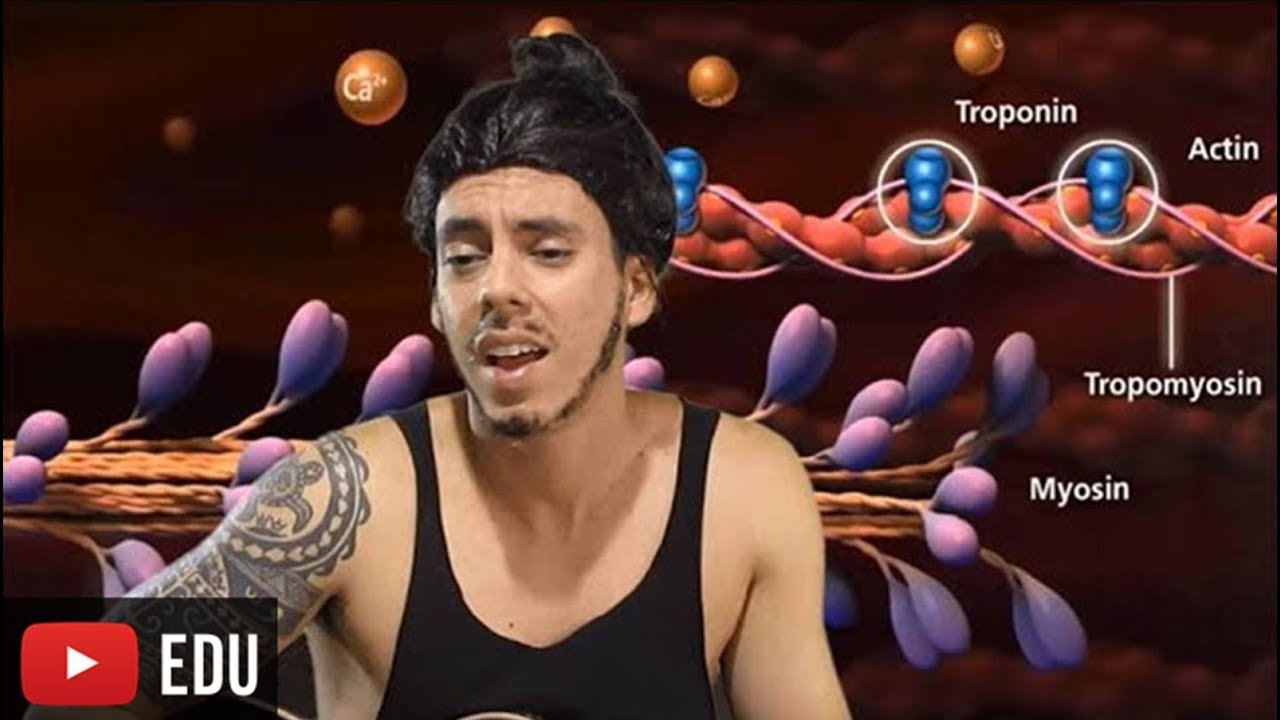 Contração Muscular - Paródia Professor Gustavo