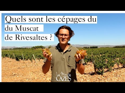 Quels sont les cépages du Muscat de Rivesaltes ?  - La Minute Cazes 2