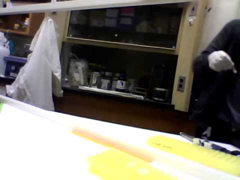 The Phenol/Chloroform extraction of FGF4 plasmid