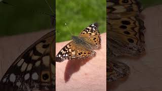 Download lagu Hey guys follow thisYouTube channel. https://youtu.be/u-etF6ScP-M?si=cUm9X4VBo7VxVf_a mp3 Download lagu Hey guys follow thisYouTube channel. https://youtu.be/u-etF6ScP-M?si=cUm9X4VBo7VxVf_a mp3