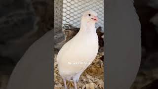 Download lagu Suara burung puyuh jantan. Saya suka suara burung puyuh. #puyuh #suarapuyuh #peternakan #peternakanpuyuh #burungpuyuh mp3