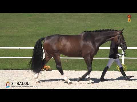 8 Balou v. Best of Gold - Caprimond *MARBACHER WOCHENENDE 2020*
