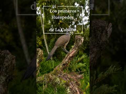 🐦 Despierta con el canto de las aves, La Cabaña Paraíso Verde Suaita, Santander