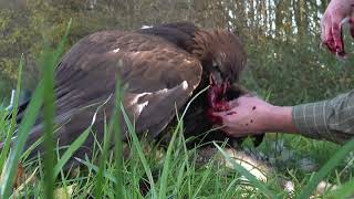 Trading Golden Eagle | Sako off his catch