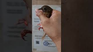 Download lagu wambi mini import jantan pur total harga 1650..ambil grosir lebih murah lagi (wa 082113888333) mp3