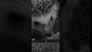 Hedgehog Rodents Videos