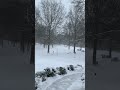 Yesterday’s snow ￼