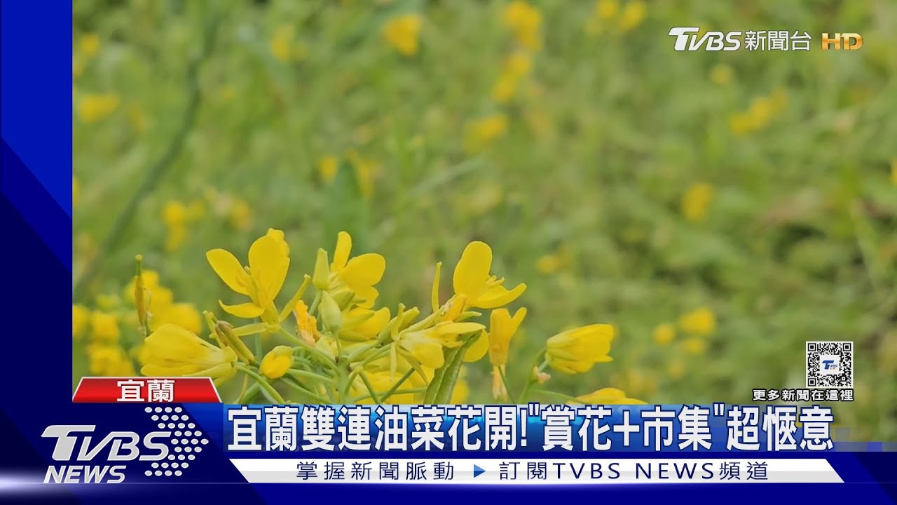 宜蘭雙連油菜花開！「賞花加市集」超愜意