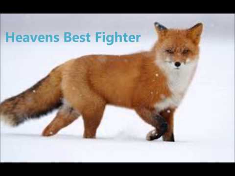 Heavens Best Fighter - 