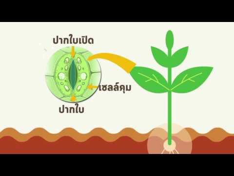 SDA-3 ถึงโรคสะเก็ดเงินของมนุษย์ ครีม Afloderm สำหรับโรคสะเก็ดเงิน