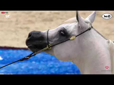 N 189 ASEL AL HAWAJER   Dubai International Arabian Horse Championship 2021   Stallions 4 6 Years Ol