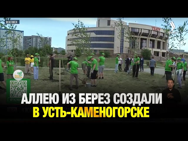 Аллею из берез создали молодые активисты в Усть-Каменогорске