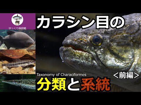 ピラニアについて詳しく解説