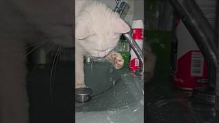 Gato bebendo água na torneira #cat #catlover #catshorts #gatos #gato