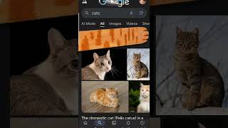 yeah #googlecat