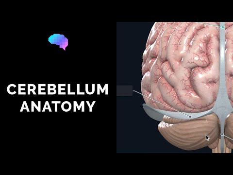 image-What is the function of the intermediate zone of the cerebellum?