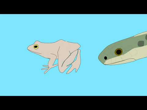 snakes in food chains