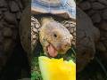 Benji Eats A Yellow Watermelon ASMR