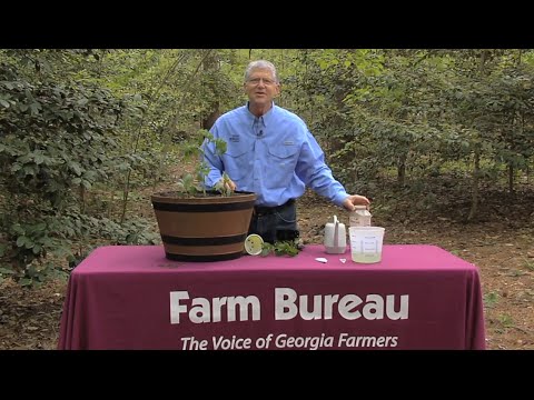 Walter Reeves – Planting Tomatoes In Containers