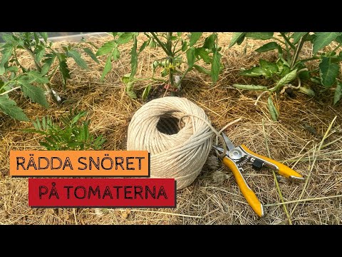 Rädda snöret på TOMATERNA - Tre sätt att rädda uppbindningen om snöret går sönder