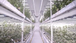 Vertical LED Grow Light Cannabis Farm At MedMen