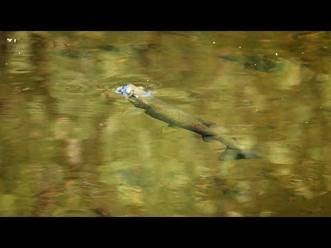 Fluefiskeri efter ørreder i en krystalklar elv i Sverige