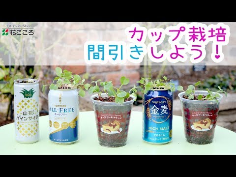 密播では、若い植物を良好に発育させるために間引きが必要です