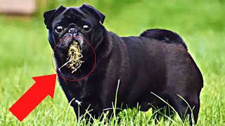 Why do dogs eat grass? 6 reasons your pooch is munching on your lawn, from anxiety to worms by Did You Know Animals?