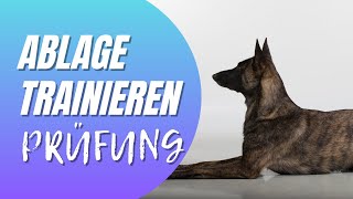 Ablage trainieren für Begleithundeprüfung & IBGH1 – Unterordnung mit Französischer Bulldogge