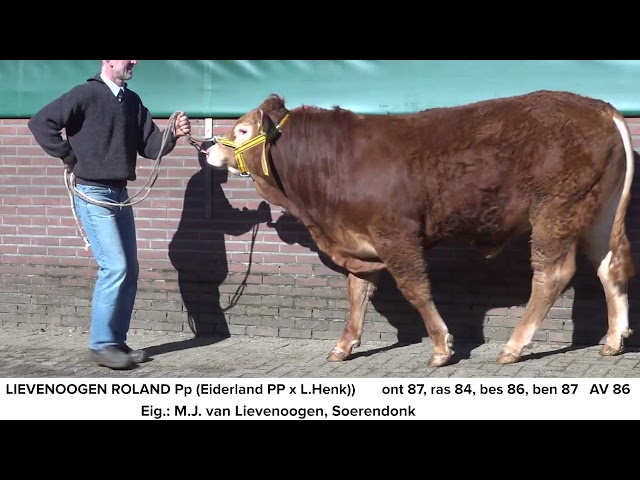 Limousin Lievenoogen Roland NL721850816
