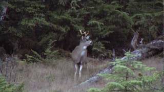 preview picture of video 'Blacktail-Buck2010 Prince of Wales Island.m4v'
