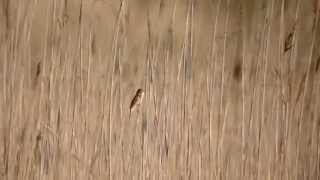 preview picture of video 'Paddyfield Warbler  (Veldrietzanger) Durankulak Lake - Bulgaria'