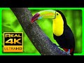 Breathtaking Colors of Nature in 4K III 🐦Beautiful Nature - Sleep Relax Music 4K UHD TV Screensaver