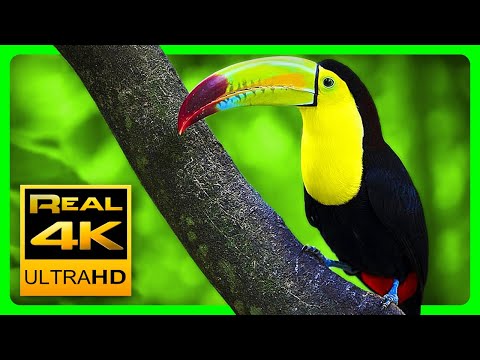 Breathtaking Colors of Nature in 4K III  Beautiful Nature – Sleep Relax Music 4K UHD TV Screensaver