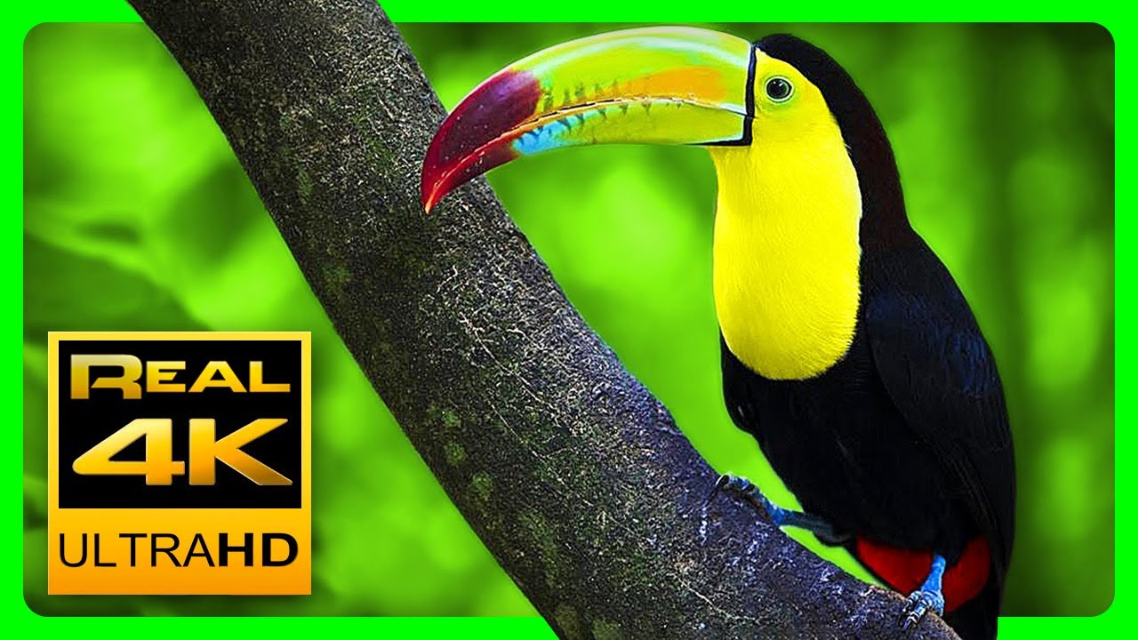 Breathtaking Colors of Nature in 4K III 🐦Beautiful Nature - Sleep Relax Music 4K UHD TV Screensaver
