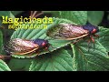 Cicadas 2024, what will they sound like?