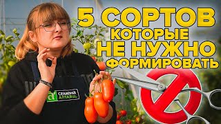 Томат Мариша описание сорта характеристики посадка и выращивание Болезни и вредители Отзывы