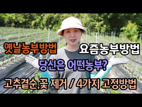 , title : '고추농사 곁순,꽃,고정 방법 !! 다들 어떻게 하세유?'