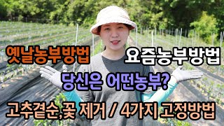 고추농사 곁순,꽃,고정 방법 !! 다들 어떻게 하세유?