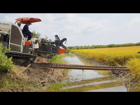 2 MÁY CẮT LÚA KUBOTA DC 70 CHẠY QUA CẦU BỊ XỀ CẦU RẤT MẠO HIỂM