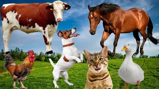 Download Lagu Animal sounds in the wild: horse, cow, donkey, sheep, pig, dog,cat... Thumbnail