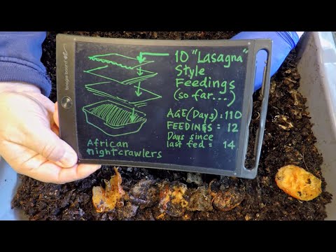 Do ANCs get another "lasagna" style feeding after 14 days?? - vermicompost