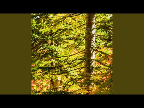 Bapathar Library of Lost Stories