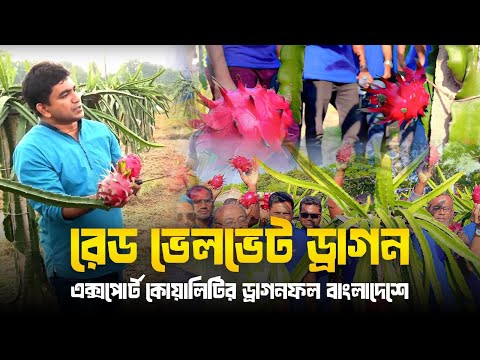 রেড ভেলভেট ড্রাগন( red velvet dragon)- এক্সপোর্ট কোয়ালিটির ড্রাগনফল বাংলাদেশে