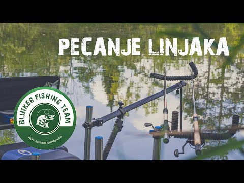 Pecanje Linjaka, Feeder Fishing, Velja u Akciji...