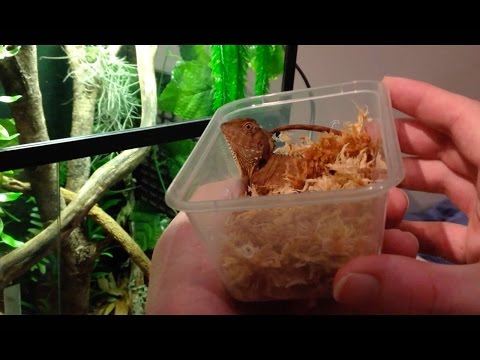 Unboxing New Additions! Boyd's Forest Dragons!!